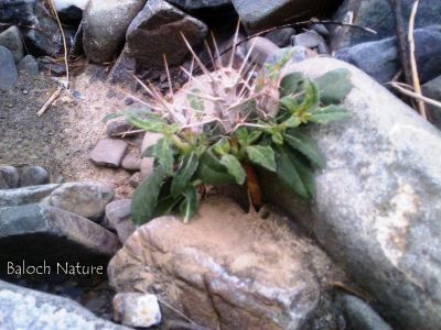 ٰBLEPHARIS CILIARIS
سگ ءِ دنتان
Sag e dantan
اے کسانین بُُوٹگ ء کہ گیشتر ماں ڈل پادیں ہند و دماگاں رودیت - اشیے دانگاں پا دوا و تہلگ کارمرز کن انت - بلوچستان گیشتر ہند و دماگاں سگ دنتان دست کپیت
