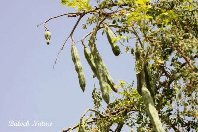 Moringa Oleifera

سجنا
Sajna
سجنا ھندے درچک ات بلے مرچاں بلوچستان ءَ دان دانگے گندگ بیت ۔ اے داسپیتیں پُل پر کنت کہ باز زیبا انت ۔ پُلاں چہ پد چو کہیرے وڑا شنگر بیت ، شنگراں چو سبزی وڑا کار مرز کن انت ۔ ڈال ءِ توک ءَ ہم مان کن انت کہ ڈال باز تامدار بنت ۔
اے سجنا ءِ شنگر انت ۔ 
