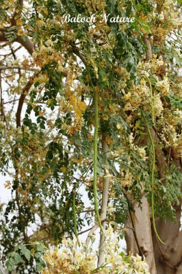 Moringa Oleifera
سجنا
Sajna
سجنا ھندے درچک ات بلے مرچاں بلوچستان ءَ دان دانگے گندگ بیت ۔ اے داسپیتیں پُل پر کنت کہ باز زیبا انت ۔ پُلاں چہ پد چو کہیرے وڑا شنگر بیت ، شنگراں چو سبزی وڑا کار مرز کن انت ۔ ڈال ءِ توک ءَ ہم مان کن انت کہ ڈال باز تامدار بنت ۔ 
