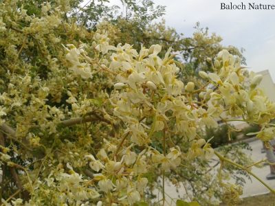 Moringa Oleifera
سجنا
Sajna
سجنا ھندے درچک ات بلے مرچاں بلوچستان ءَ دان دانگے گندگ بیت ۔ اے داسپیتیں پُل پر کنت کہ باز زیبا انت ۔ پُلاں چہ پد چو کہیرے وڑا شنگر بیت ، شنگراں چو سبزی وڑا کار مرز کن انت ۔ ڈال ءِ توک ءَ ہم مان کن انت کہ ڈال باز تامدار بنت ۔ 
ادا درچک پُل انت
