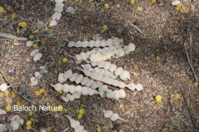 Acacia nilotica fruits
Chish e Sammad
چش ء سمّڈ
چش ء سمّڑ ء اگاں تو بچارے کہ اشیے دانگ یک یک انت او وتی جاگہاں پہنیام انت - مرچی باندا کہ گولی کہ جوڑ کن انت ایشاں چو چش ء دانگانی وڈا یک یک انت او جتا جُتا انت - ممکہن انت کہ چش ء سمّڈ دیما کُتگ او گولیانی درپ جوڈ کُتگ
