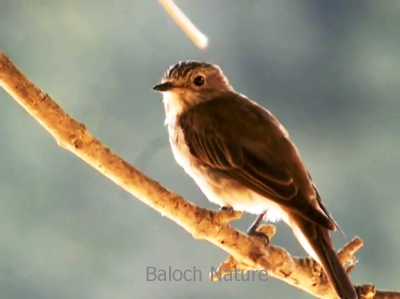 Spotted Flycatcher
Sechok
سیچُک
سیچُک کسانیں مرُگ ء کہ پہ پناہ ء زیرگ ء بلوچستان ء کئیت - دو یا سے ماہے درگتا بلوچستان ء جلّ ات - سیچک کٹگ او کرم سلور بالو ء شکار کنت ء سیچک بٹ او تلک او مودے سراشکار کتگ - سیچکے گوشت باز تام دار انت کہ سیچگ مدامی پزّور بیت -۔
