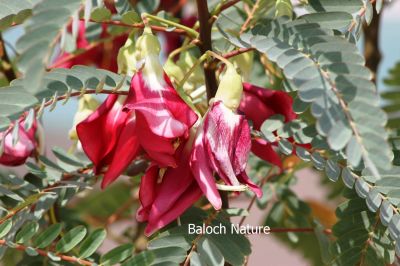 Sesbania Fabaceae
Sesbania Fabaceae
سسبانیا
شرنگیں او ڈولداریں پُل انت 
