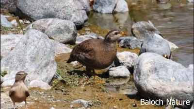 Sand Partridge
سیسوگ
Sesog
سیسو یا سیسوگ یا سیسیگ بلوچستان ءِ کوہ ءُ کور بل ءُ گریشگ ، دشت ءُ لدانی سپاہ انت ۔  بلے مئے مردم ایشاں شکار کن انت ۔ ھلاسی ءَ سر کُتگ انت۔ سیسو باز نرمیں مُرگ ءِ رم ءِ شکلا آپ ءَ روانت ، اے یک سیسوے چو کککڑے وڑا دوازدہ چہ ہژدہ ہیک دنت ۔ سیسو وتی کسانیں چرواں آپ ءَ بارت۔ دگہ مُرگ آپ وت بر انت ءُ وتی چرواں دیینت۔
