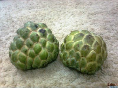 Custard Apple
Setanpol
سیتان پُل
سیتان پل چونایا بلوچستان میوہ نا انت بلے مرچاں بلوچستان ء سیتان پل کشنت 
