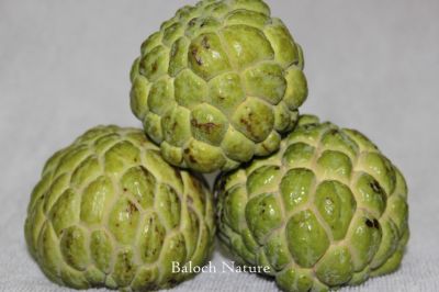 Custard Apple
سیتاں پُل
Setan poll
سیتان پُل
سیتان پل چونایا بلوچستان میوہ نا انت بلے مرچاں بلوچستان ء سیتان پل کشنت
