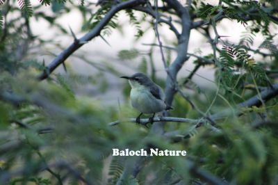 Purple Sunbird female
سیاھیں پٹٹک
Seyahin pittik 
سیاھیں پٹٹک بلوچستان ءَ باز انت، گیشتر کرگانی پُلانی سرا نند اِت ۔ اے چہ درچکانی پُلاں وتی وراک ءَ درگیچ ات۔  اے سیاہیں پٹٹک ءِ مادہ انت ۔ 
