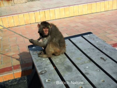 Monkey 
شادو
Shado
شادو ادا پہ ورگ ءِ واستہ سٹ ءُ دور کنت بلے شادوے واھُند شادو ءَ کشان کنان انت ۔ بیچارگیں شادو ۔ ۔ 

