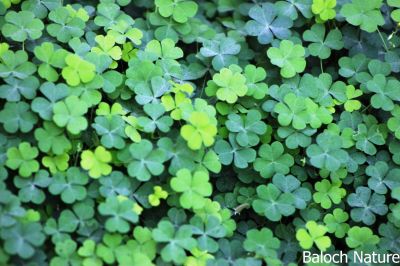 Creeping wood sorrel, Oxalis
Shahri Tropshok
شہری تُروپشوک
اے یک ہنچیں وترودیں کاہے کہ کم کمّا تانسریں کشار کُتگیں ڈگار ء پُوچنت - اشیے دل ء نمونگیں تنکّیں تاک انت - زردیں پُل پر کنت - کسانیں کوسرک پر کنت - اے گیشتر کوہدامنیں ڈگاراں رودیت - کوہ ء مردم ایشیارا شہری ترپشُک گوشنت - اشیے تاک ترپش انت -
