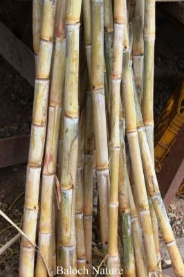 Sugar cane 
شکر کانڈیل
Shakar Kandil
شکر کانڈیل ءِ کڈب ءَ چہ پیداک بیت ۔ شکرکانڈیل ءَ چہ شکر ءُ گوڈ پیداک بیت ۔ بلوچستان ءَ شکرکانڈیل نصیرآباد ءِ ھندءُ دمگاں باز پیداک بیت ، بلےدگہ جاہاں کم کش انت کہ دپ ءِ تامین بکن انت۔ مغربی بلوچستان ءَ اشیا ''نل شکری '' گوش انت۔
