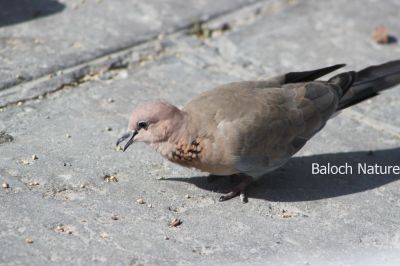 Laughing Dove
Shatol
شاتُل

شاتُل بلوچستان ء اصلی مُرغ نہ انت - بلکن چو کپوت ء وڈا چُک او بر ء وھدا شاتل بلوچشان ء جنگل او گرمیں موسم ء کارمرز کنت - شاتل گونڈیں سُہریں او پُرکّویں بالی مرغ ء - وشّیں کوُ کوُ کنت - شاتل گیشتر بہار کاہ او ڈگاروان نندیت   دان چنت او وارت 

