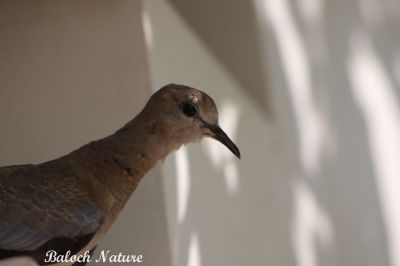 Laughing Dove
شاتُل
Shatol
غزالی گردن ءَ کش ات چو مارا ۔۔۔ مولوی عبدللہ
اے اکس ءِ توک ءَ شاتُل ءَ ہم وتی گردن کش اتگ کہ باز ڈولدار انت۔ شاتل  ءِ کوکواں بلوچ وتی مہگونگے لنٹاں دراتکگیں زیمُرءِ تشبیع دیینت۔
