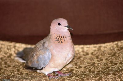 Laughing Dove
شاتُل
شاتُل بلوچستان ء اصلی مُرغ نہ انت - بلکن چو کپوت ء وڈا چُک او بر ء وھدا شاتل بلوچشان ء جنگل او گرمیں موسم ء کارمرز کنت - شاتل گونڈیں سُہریں او پُرکّویں مرغ ء - وشّیں کوُ کوُ کنت - شاتل گیشتر بہار کاہ او ڈگاروان نندیت ہو دان چنت او وارت 

