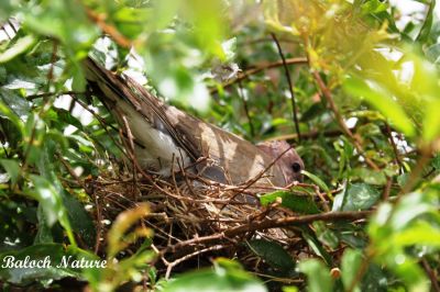 Laughing dove on breading eggs
شاتُل کروک انت
Shatol krok ant
شاتل بلوچستان ءِ جہمنندیں بالی مُرگ نہ انت بلکن اے ھند ءُ یوروپ ءِ بالی مُرگ ءِ چہ ھند ءَ دیم پہ یوروپ ءِ رواگ ءِ بلوچستان ءِ سرزمین ءَ کارمرز کن اتن ءُ اے درگت ءَ بلوچستان ءِ گرمیں موسم ءَ چہ کسانیں پیمیا شاتل بلوچستان ءِ جنگلاں چُک ءُ بر کن انت۔
