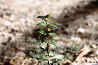 Euphorbia hirta
Shirago [Talo]
شیرگو [ ٹالو]۔
شیرگوے بلوچستان ء 3 زات است ، یکّے اُرتیں تاک پر کنت او زمین ء سرا پراہ روت ، دومی پتنیں تاک پر کنت او زمین ے سرا پتن بیت ، سیمی پتنیں تاک پر کنت بلے مکّ بیت - اشیا ٹالو گوشنت او ٹلّو ہم گوشنت -  شیراگوے دراہیں زاتاں پس چرنت 
