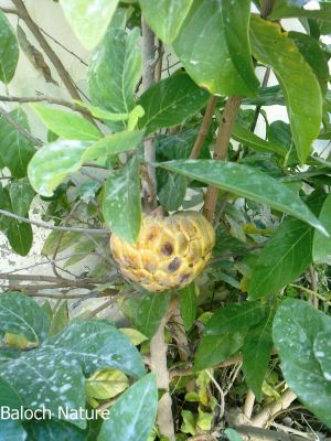 Custard Apple
سیتانپول
Sitanpol
سیتان پل چونایا بلوچستان میوہ نا انت بلے مرچاں بلوچستان ء سیتان پل کشنت ۔ سیتانپول کسانیں درچک ءِ کدے زیتون ءِ ہمرنگیں درچک ءِ۔ دانگ ءِ زرد بیت۔ کہ دپ ءَ بُر ات ۔ اشیے میوہ باز تامدار انت ۔ 
