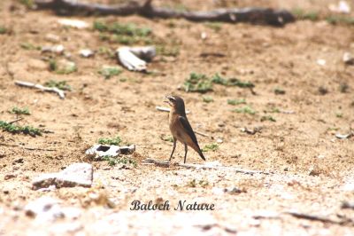 Pied Wheatear
سولاں سروک
Solan Sarokk
سولاں سروک کسانیں بالی مُرگ ءِ کہ گیشتر جنگل  ءُ کوہ ءُ ڈرراں گردیت ۔ اے کٹگ ، بالو ءُ دگہ انچیں کسانیں کرم لولوک گپت وارت ۔ اے گیشتر بلوچستاں کسانیں سولانی 
سرا بزاں بُرز تری جاگہا نندایت دور دور شکار شوہاز کنت۔ چمیشکا سولاں سروک نام  کپتگ، اے بوت کنت کہ بلوچستان ءِ دگہ ھنداں اشیے نام دگہ بہ بیت ۔
