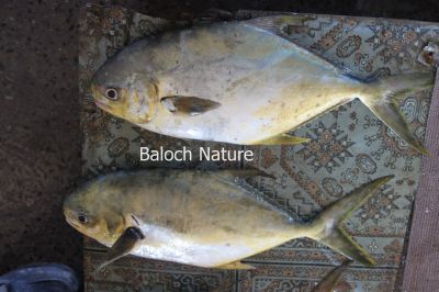 Pompano {Trachinotus blochii }
Sonaam
سونام
