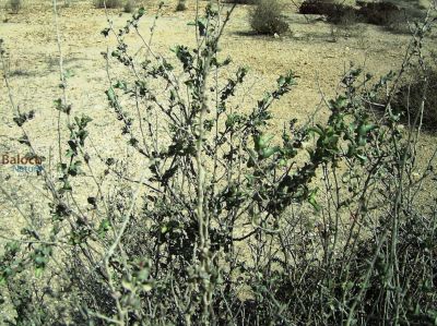 Salt bush. Atriplex lentiformis
Sorichk
سوریچک
سوُریچک یک کسانیں درچکے کہ گیشتر ما سورگیں جاگہاں رودیت - سوریچک بہارے موسُم ء مرّ کش ات - پُرکّویں رنگے درچک کسانیں تاک پر کنت - اشیے نرم نازرکیں تاکاں سر چن انت او لۃڑ دینت - سورچکے کاہُک باز وش انت بلے کمّے سورچک انت 
