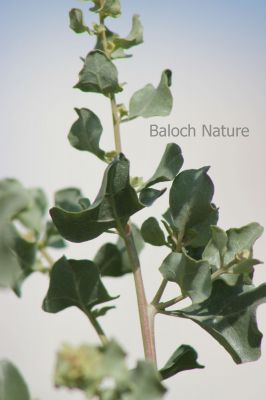 Salt bush. Atriplex lentiformis
Sorichk
سُوریچک
سوُریچک یک کسانیں درچکے کہ گیشتر ما سورگیں جاگہاں رودیت - سوریچک بہارے موسُم ء مرّ کش ات - پُرکّویں رنگے درچک کسانیں تاک پر کنت - اشیے نرم نازرکیں تاکاں سر چن انت او لۃڑ دینت - سورچکے کاہُک باز وش انت بلے کمّے سورچک انت 
