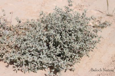 Salt bush. Atriplex lentiformis
سُوریچک
Sorichk
سوُریچک یک کسانیں درچکے کہ گیشتر ما سورگیں جاگہاں رودیت - سوریچک بہارے موسُم ء مرّ کش ات - پُرکّویں رنگے درچک کسانیں تاک پر کنت - اشیے نرم نازرکیں تاکاں سر چن انت او لۃڑ دینت - سورچکے کاہُک باز وش انت بلے کمّے سورچک انت
