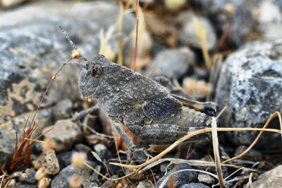 LUBBER GRASSHOPPER
سُسُنڈ
Sosond
مدگ وھدیکہ ہیک دنت ۔ گڈا سُسُنڈ پیداک بیت ۔ سُسُنڈے یک کسانیں وھدے است انت کہ چرائے چہ مدگ پیداک بیت مدگ سہری مدگ  ءُ آزمانی مدگ ہم گوش انت ۔ 
