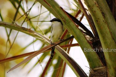 Steppe Grey Shrike
Naryanch Kambaren
نریانچ کمبریں
اے مستریں نریانچ انت کہ کمبر کمبر انت توباز مردم اشیا کمبریں نریانچ گوشیت - باز جاہ ء اشیا نگرانچ او نرگہانچ ہم گوشنت - اے سیاہ او اسپیت بزاں ٹک او ٹگار یا کمبر انت - اے کسانیں لولوک بزاں کیپک گرّی باگاڑ روگن ریس او مُشک اردک ہم گپت او وارت - ۔
