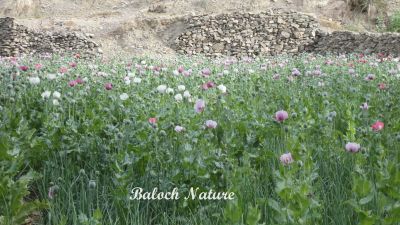 Papaver paeoniflorum
اشاش
Ashaash
اشاش ءَ چہ اپین  بزاں تریاک دگہ توتار کنوکیں چیز جوڑ کنگ بیت ۔ 
