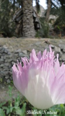 Papaver paeoniflorum
اشاش
Ashaash
