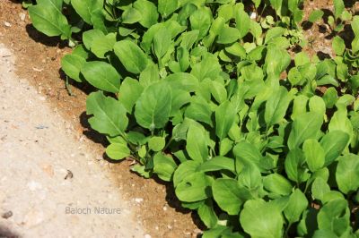 Arugula
Teel kah 
ٹیل کاہ

ٹیل کاہ کسانیں کاہ ء - بلوچستان ء ٹیل کاہا چوشیں ھاسیں نیادی نیست - بلے چونایا ٹیل کاہا چہ زھریں ٹیل جوڈ کن انت او آیے دانگ ء چہ مسالہ جوڑ کن انت - ٹیل کاہ کشار کتگیں ڈگاراں رودیت آیے تاکاں چو سلاد ء وڈا ورانت ٹیل کاہ ڈولداریں پُل پر کنت 

