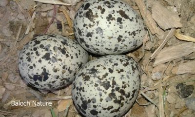 Red-wattled lapwing's Eggs
ٹی ٹی ء ھیک
Titi e Haik.
ٹی ٹی بلوچستان ءِ کور و زیدانی زیمُر بگوشیت رد نہ انت چیا کہ ٹی ٹی وھدے الہان کنت تانسریں جاہاں سرا زوریت ءُ ہر کسی دلگوش ءَ وتی نیمگ ءَ گور کنائین ات ، ٹی ٹی بلوچستان جہمنندیں بالی مُرگاں چہ یک ءِ اے ترا مدام بلوچستان ءِ جنگلاں تیاب دپاں ہم دست کپیت ۔
