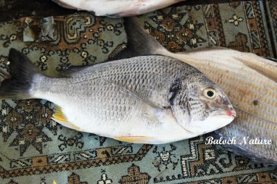 Silver Bream
ٹینٹل
Tental
