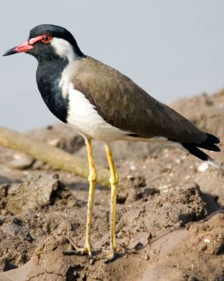 Red wattled lapwing
ٹی ٹی 
Titi
ٹی ٹی بلوچستان ءِ کور و زیدانی زیمُر بگوشیت رد نہ انت چیا کہ ٹی ٹی وھدے الہان کنت تانسریں جاہاں سرا زوریت ءُ ہر کسی دلگوش ءَ وتی نیمگ ءَ گور کنائین ات ، ٹی ٹی بلوچستان جہمنندیں بالی مُرگاں چہ یک ءِ اے ترا مدام بلوچستان ءِ جنگلاں تیاب دپاں ہم دست کپیت ۔
