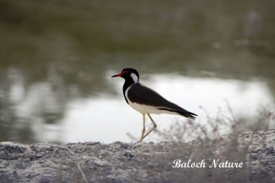 Red-Wattled Lapwing
ٹیٹی
Titi
ٹی ٹی  بلوچستان ءِ کور و زیدانی زیمُر بگوشیت رد نہ انت چیا کہ ٹی ٹی وھدے الہان کنت تانسریں جاہاں سرا زوریت ءُ ہر کسی دلگوش ءَ وتی نیمگ ءَ گور کنائین ات ، ٹی ٹی بلوچستان جہمنندیں بالی مُرگاں چہ یک ءِ اے ترا مدام بلوچستان ءِ جنگلاں تیاب دپاں ہم دست کپیت ۔
