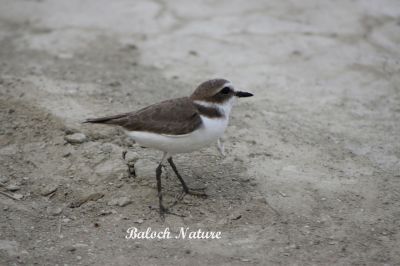   Little ringed plover 
توکو
Toko
توکو کسانیں آپی مُرگ ءِ بلے ڈن ءُ گواران ہم گردیت۔ اے ٹلوے زاتیں مُرگ ءِ چو مردم دوستیں مرُگ ءِ کہ یلہ دو بال نہ کنت ۔ اشیَ گردن ءَ توک ءِ پر انت چمیشگا اشیا توکو گوش انت۔ 
