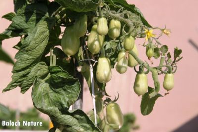 Tomato
چماٹوک
Chamatok
چماٹوک ماں نوکیں دروشُم ءَ ۔ چماٹوک ءِ تاکاں سر گڑ کن چماٹوک گیشتر بر پر کنت ۔ 
