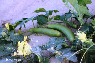 Ridge Gourd - Luffa
توری
Tori
توری یک سبزی زانگ بیت، بلے بلوچستان ء سبزی نہ انت - بلے مرچی باندا بلوچستان ء گیشتر مردم وتی باگاں کش انت ء- توری گیشتر پہ نارُشت کارمرز بیت - توری نارُشت باز تامدار انت - وھدے کہ توری پیر بیت گڈا پُونس بیت - پونس ء چہ مردم زورنت رزارن شودنت پر او جان ہم شودانت -۔

