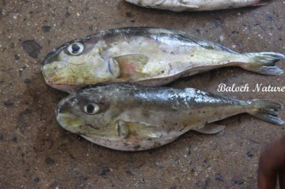 Pig fish
توُرہ
Toura
تورہ کسانیں ماھیگ ءِ چہ گردن ءِ بُن ءَ بگر تا دُمب ءَ گوات گپت۔ انچو سما بیت کہ ہُپّوک ءِ پیما گوات داتگ ۔ اشیا '' تمبتوُرہ '' ہم گوش انت۔


