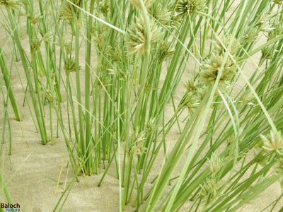 Purua-Grass
Tozg
تُزگ
تُزگ گیشتر لچ اُو مین ء رودیت - بزاں آپ  ء کش اُو گواراں - تُزگ دریا ء سوریں آپ ء کش او گواران ہم رودیت - تُزگ اُنڈال چہ بارگیں دارے نمودار بیت بُرزا کلّچک ء وڈیں تاک اُو پُل پر کنت - تُزگ ء چرگ پس لچانی تُوک مین بنت اگاں شپانک دلگوش مداریت گڈا پساں شگال شکار کن انت - چونایا تُزگ ء مرچاں پُل ء وڈا لوگانی دپ اُو ترّوتابانی جاگہاں کشنت - باز ڈولدار انت

