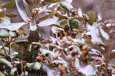 Name of Tree?
پجّہ بیار
نامداریں درچکے ، باریں شُما چاروک اے درچکا پجّہ کارے کہ نیارے؟
