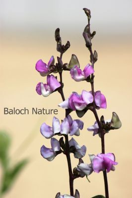 Hyacinth Bean
Waloor
والور
والور چونایا یک دھل ء ۔ بلے بلوچستان  ء کوھنیں دھل ء نہ انت - بلوچستان مرچاں والور کشاورزی کن انت - والور درچکے نہ انت بلکنگا یک ولّ ات کہ وتی برجاہ دارگ واستہ درچک او داراں سر کپیت - والور ماک ء وڑیں اسپیت او جمو  پُل پر کنت کہ باز ڈولدار انت ۔ والور کوسرک پر کنت کہ سبزی جوڑ کن انت ۔
