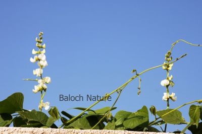 Hyacinth Bean
Waloor Poll ent
والور پُل انت

والور چونایا یک دھل ءِ ۔ بلے بلوچستان ءِ کوھنیں دھل ء نہ انت - بلوچستان مرچاں والور کشاورزی کن انت - والور درچکے نہ انت بلکنگا یک ولّ ات کہ وتی برجاہ دارگ واستہ درچک او داراں سر کپیت - والور ماک ءِ وڑیں اسپیت او جمو پُل پر کنت کہ باز ڈولدار انت ۔ والور کوسرک پر کنت کہ سبزی جوڑ کن انت ۔
