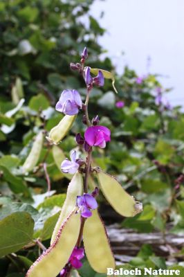 Hyacinth Bean
والور
Waloor
والور چونایا یک دھل ءِ ۔ بلے بلوچستان ءِ کوھنیں دھل ء نہ انت - بلوچستان مرچاں والور کشاورزی کن انت - والور درچکے نہ انت بلکنگا یک ولّ ات کہ وتی برجاہ دارگ واستہ درچک او داراں سر کپیت - والور ماک ءِ وڑیں اسپیت او جمو پُل پر کنت کہ باز ڈولدار انت ۔ والور کوسرک پر کنت کہ سبزی جوڑ کن انت ۔

