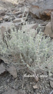 Salvia aegyptica
وشبو
washbo
اے کسانیں درچک ءِ کہ گیشتر ماں ڈلپادیں او کوہاں رودیت ۔ اے بارگ بارگیں تاک جنت بلے اسپیتیں پُژ پر بیت ۔ اشیے تاکاں دست جنے گڈا بوہ پہ شان ات ، وشیں او سارتیں بوہ کنت چمیشکا اشیے نام وشبو انت ۔ بوت کنت کہ بلوچستان ءِ دگہ ھنداں دگہ نام ءِ بوت بہ بیت۔
