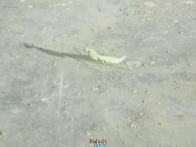 Praying Mantis
Zahr 
زھر
اے ھم یک کٹگ ء ذات ء - بلوچیا اشیا ذھر گوشنت - منی ھیالا اشیا زھر مان نیست - بلے گونڈانی تُرسینگے واستہ کہ اے کٹگ ء مگر انت او تاوان مدی انت - پرچا کہ اے وھدے کساں بیت گڈا بال کت نہ کنت - بلے مزن بیت گڈا بال رودینیت -۔

