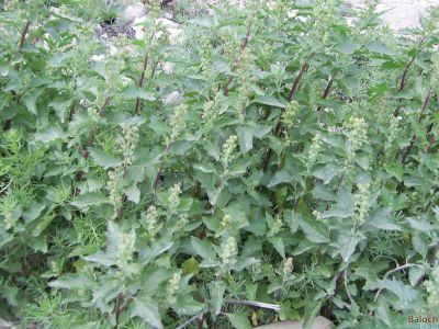 Nettle leaved groosefoot. Chenopodium murale
Zahrin Kalpir
زھریں کلپر
اے بہر کاہے اگان بہارے درگتا ہور ما بیت گڈا آبادیں ڈگارانی توکا ہم رویت اشیارا گیشتر کاہُک جوڈ کن انت باز تامدار بیت - بلے دلوتانی کاہے کارا ہم کئیت - ۔


