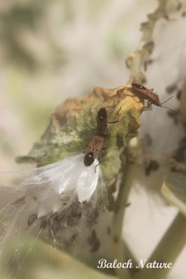 insect
بالو
Balo
اے یک ڈولداریں بالوے کہ گیشتر ماں بانکلینک ءِ برے وھدا زاھر بیت، پدا کرگ ءِ پُہتہیں برا ہم ھدوناک انت۔ 
