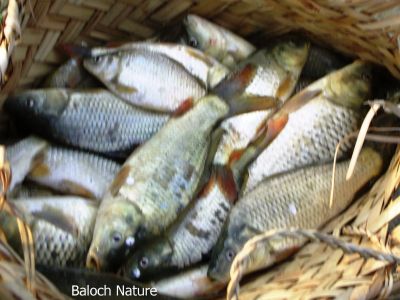 Catchi from Mirani dam
میرانی ڈیم ءِ شکار
Mirani dam e shikar
اے میرانی ڈیم ءِ نوکانیا شکار کتگیں ماھیگ انت۔
