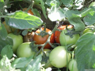 Tomato
چماٹہ
بلوچستان ء زمین پہ چماٹہ کشاورزیا باز جوانیں زمین ء- زرباری بلوچستان زمستان چماٹہ کش انت او گرماگ ء گوریچانی ھند دمگاں کش انت - بزان بلوچستان چندے ملکاں انت کہ سالے دوازدہیں ماہاں دست کپیت

