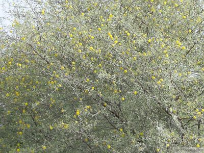 Acacia jacqmontii
Chigird
چگرد
چگرد بلوچستان ء جنگلے یک بہرے - بلوچستان ء ہور ء کم بوّگے سوب ء درچک کم انت بلے بلوچستانے ڈل دیماں چگرد مزنیں پیمیا مُوجود انت -بہارگاہے درگتاچگرد پُل بیت ، زردین گردیں پُل وشین و سارتیں بُہے کنت- ڈومبو یا پلپلازو چگردے پُلے آشک انت - چمیشکا چوریگ ڈومبوانی گراگا چگردانی کش و گواراں گرداں

